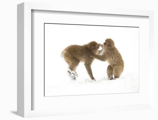 Snow Monkeys (Macaca Fuscata) Young Fighting in Snow, Nagano, Japan, February-Danny Green-Framed Photographic Print