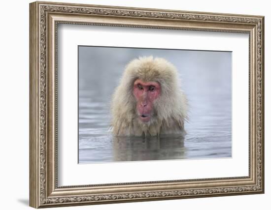 Snow Monkeys, Nagano, Japan-Darrell Gulin-Framed Photographic Print