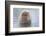 Snow Monkeys, Nagano, Japan-Darrell Gulin-Framed Photographic Print