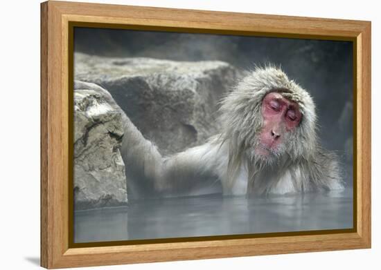 Snow Monkeys-null-Framed Premier Image Canvas