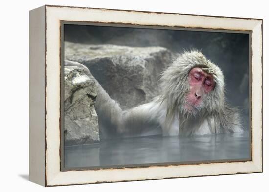 Snow Monkeys-null-Framed Premier Image Canvas