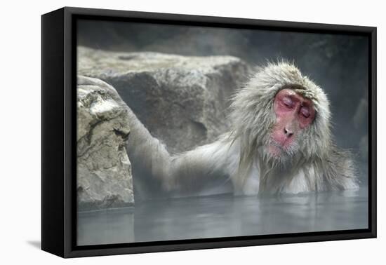 Snow Monkeys-null-Framed Premier Image Canvas