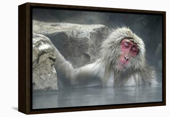 Snow Monkeys-null-Framed Premier Image Canvas