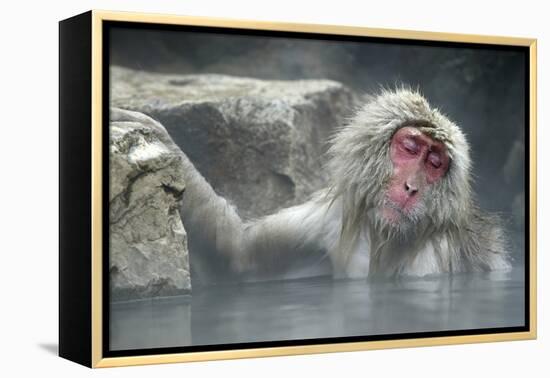 Snow Monkeys-null-Framed Premier Image Canvas