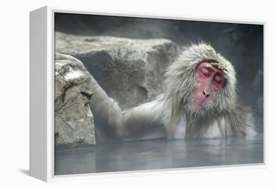 Snow Monkeys-null-Framed Premier Image Canvas