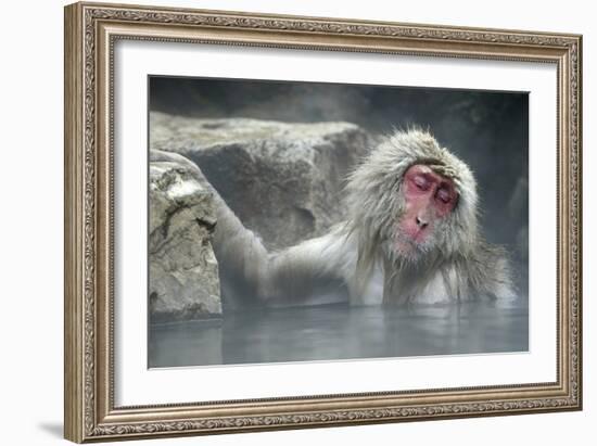 Snow Monkeys-null-Framed Photographic Print