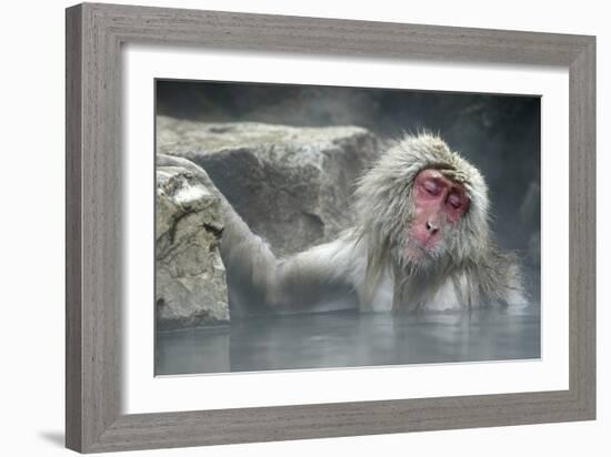 Snow Monkeys-null-Framed Photographic Print