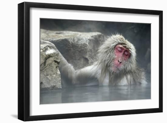 Snow Monkeys-null-Framed Photographic Print