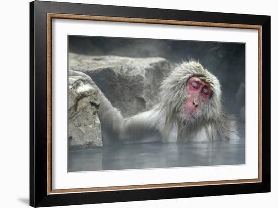 Snow Monkeys-null-Framed Photographic Print