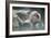 Snow Monkeys-null-Framed Photographic Print