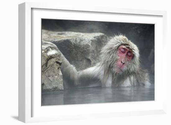 Snow Monkeys-null-Framed Photographic Print