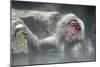 Snow Monkeys-null-Mounted Photographic Print