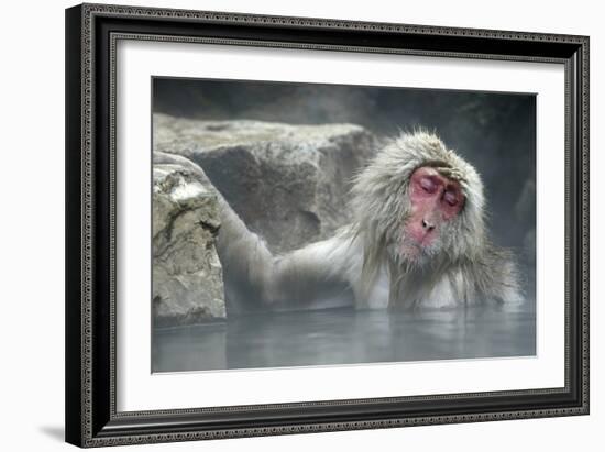 Snow Monkeys-null-Framed Photographic Print