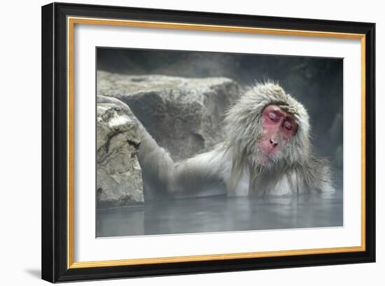 Snow Monkeys-null-Framed Photographic Print