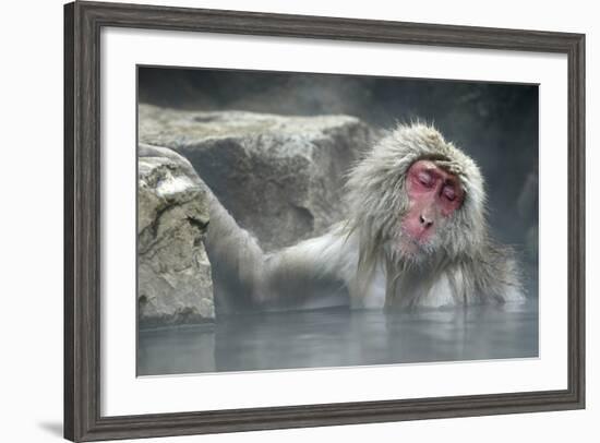 Snow Monkeys-null-Framed Photographic Print