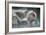 Snow Monkeys-null-Framed Photographic Print