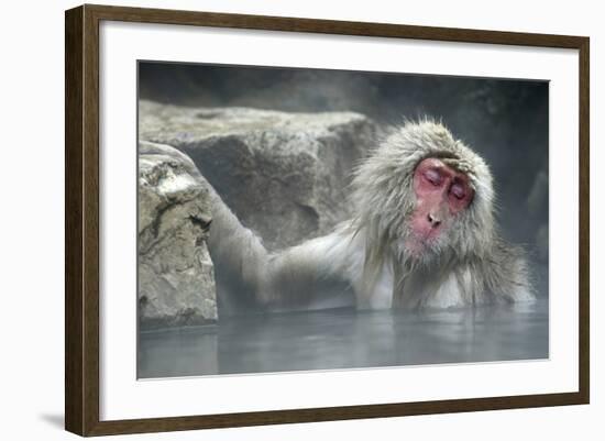 Snow Monkeys-null-Framed Photographic Print