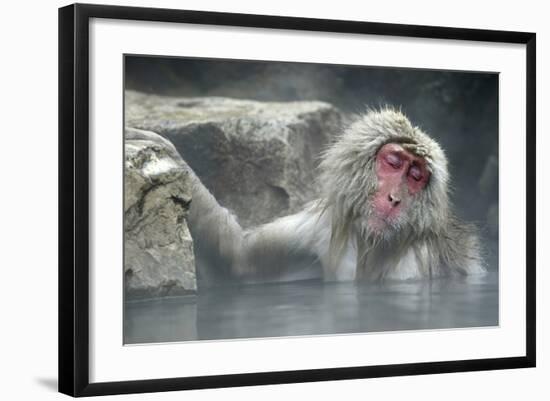 Snow Monkeys-null-Framed Photographic Print