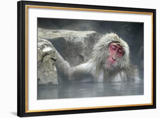 Snow Monkeys-null-Framed Photographic Print