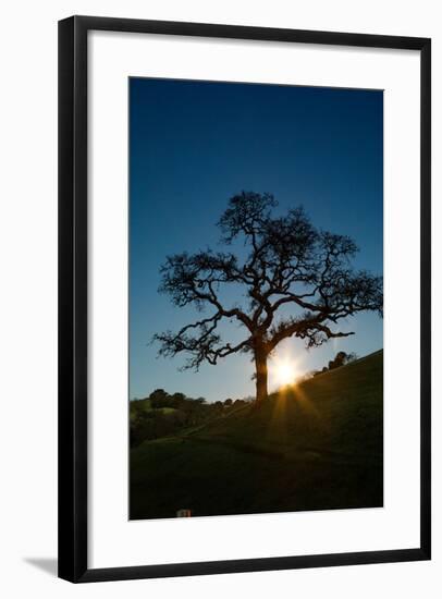 Snow Moon Setting Over Novato Marin Hills Countryside Oak Tree-Vincent James-Framed Photographic Print