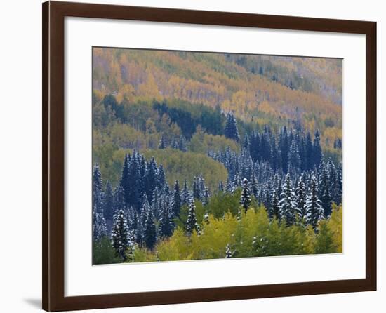 Snow on Aspen Trees in Fall, Red Mountain Pass, Ouray, Rocky Mountains, Colorado, USA-Rolf Nussbaumer-Framed Photographic Print