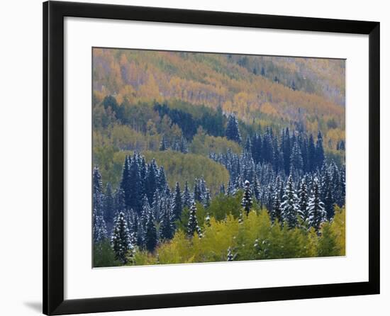 Snow on Aspen Trees in Fall, Red Mountain Pass, Ouray, Rocky Mountains, Colorado, USA-Rolf Nussbaumer-Framed Photographic Print