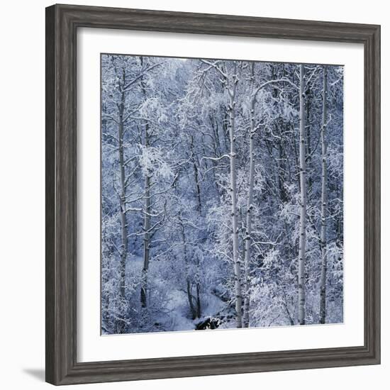 Snow on Aspen Trees in Forest-Ken Redding-Framed Photographic Print