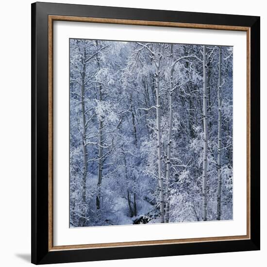 Snow on Aspen Trees in Forest-Ken Redding-Framed Photographic Print