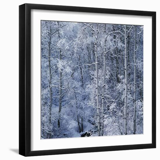 Snow on Aspen Trees in Forest-Ken Redding-Framed Photographic Print