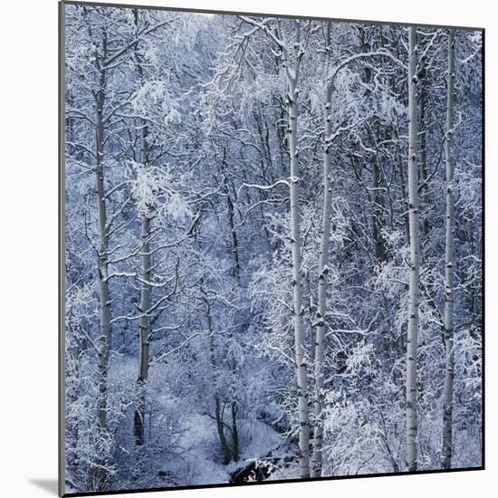 Snow on Aspen Trees in Forest-Ken Redding-Mounted Photographic Print