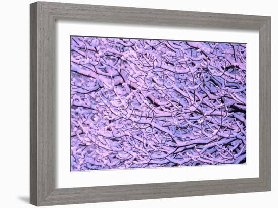 Snow on Branches-Adrian Bicker-Framed Photographic Print