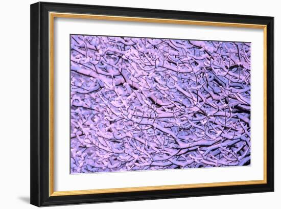 Snow on Branches-Adrian Bicker-Framed Photographic Print