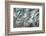 Snow on Cedars-Ursula Abresch-Framed Photographic Print