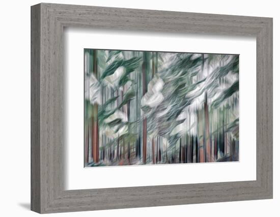 Snow on Cedars-Ursula Abresch-Framed Photographic Print