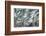 Snow on Cedars-Ursula Abresch-Framed Photographic Print