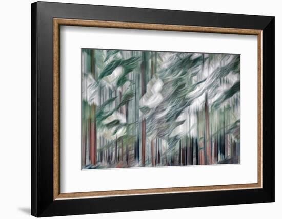 Snow on Cedars-Ursula Abresch-Framed Photographic Print