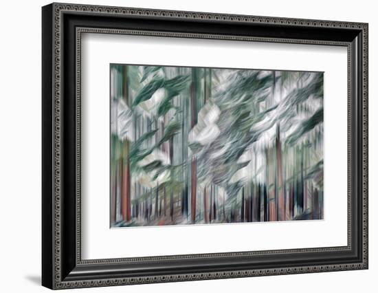 Snow on Cedars-Ursula Abresch-Framed Photographic Print