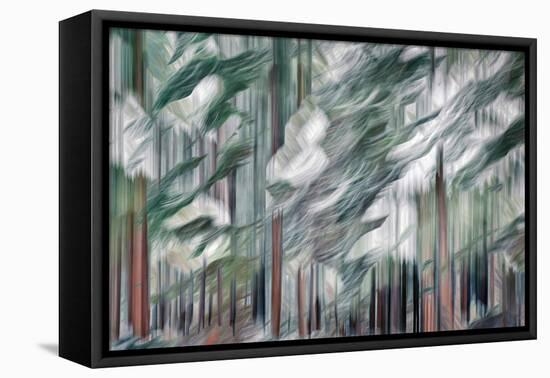 Snow on Cedars-Ursula Abresch-Framed Premier Image Canvas