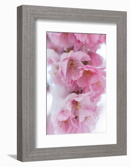 Snow on cherry blossoms, spring snowstorm, Portland, Oregon.-Stuart Westmorland-Framed Photographic Print