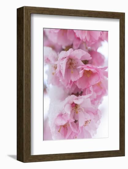 Snow on cherry blossoms, spring snowstorm, Portland, Oregon.-Stuart Westmorland-Framed Photographic Print