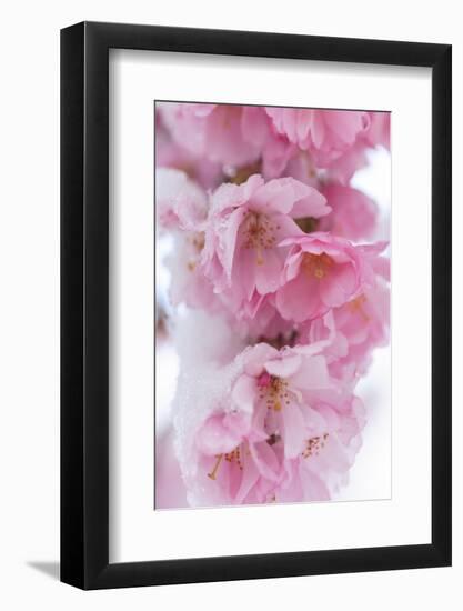 Snow on cherry blossoms, spring snowstorm, Portland, Oregon.-Stuart Westmorland-Framed Photographic Print