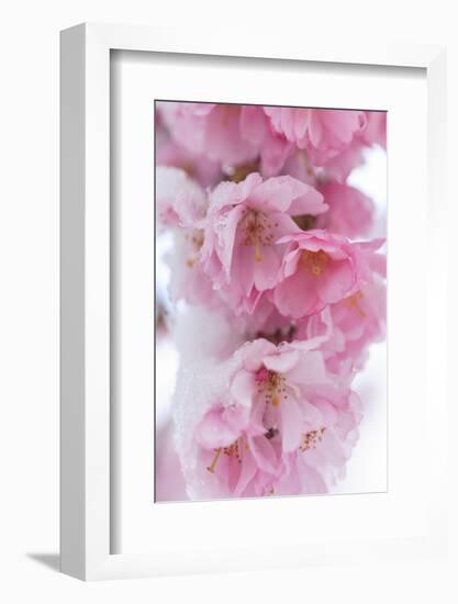 Snow on cherry blossoms, spring snowstorm, Portland, Oregon.-Stuart Westmorland-Framed Photographic Print