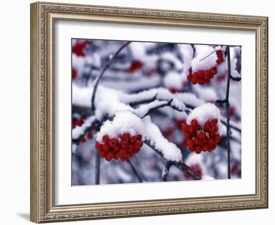 Snow on Mountain Ash Berries, Utah, USA-Howie Garber-Framed Photographic Print