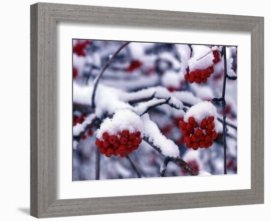 Snow on Mountain Ash Berries, Utah, USA-Howie Garber-Framed Photographic Print