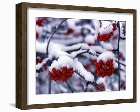 Snow on Mountain Ash Berries, Utah, USA-Howie Garber-Framed Photographic Print