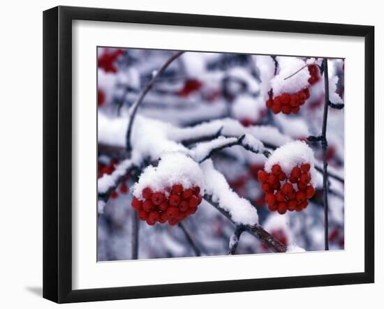 Snow on Mountain Ash Berries, Utah, USA-Howie Garber-Framed Photographic Print