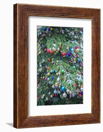 Snow on outdoor decorated Christmas tree, Bamberg, Germany-Jim Engelbrecht-Framed Photographic Print