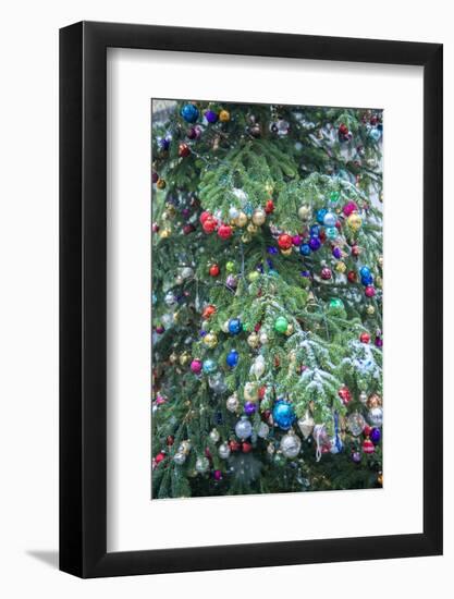 Snow on outdoor decorated Christmas tree, Bamberg, Germany-Jim Engelbrecht-Framed Photographic Print