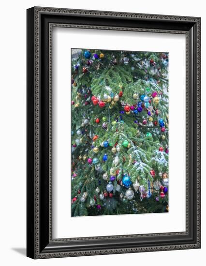 Snow on outdoor decorated Christmas tree, Bamberg, Germany-Jim Engelbrecht-Framed Photographic Print