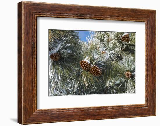 Snow on pine cones, San Bernardino National Forest, California, USA-Russ Bishop-Framed Photographic Print